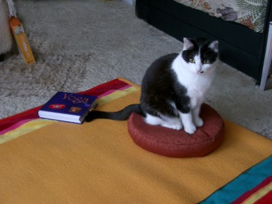 Meine Yoga-Katze Ramona
