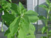 Steviapflanze