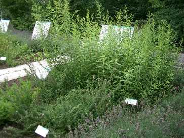 Heilpflanzengarten